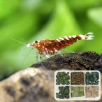 ( креветка ) нет выбор другой красный рыба bo-n* шримс (3 шт )+ креветка. корм с дополнением Хонсю Сикоку ограничение 