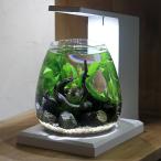 ( водоросли )GEX PERCOperuko. произведение . маленький водоросли. мир Хонсю Сикоку ограничение 