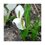 ( биотоп ) водное растения вода ..(mizbashou)3~4.5 номер ( нет пестициды )(5 pot комплект ). сырой растения 