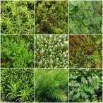 （テラリウム）苔　おまかせ苔　２パック分