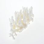  один пункт предмет ... коралл зеленый isi314125