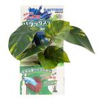  Kotobuki прикладное искусство бойцовая рыбка. водоросли подставка модель 