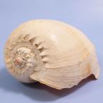  один пункт предмет ракушка коллекция cocos nucifera gai314557