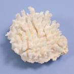  один пункт предмет ... коралл зеленый isi314852