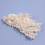  один пункт предмет ... коралл зеленый isi314862