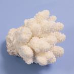  один пункт предмет ... коралл зеленый isi314864