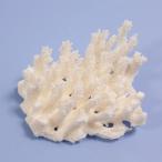  один пункт предмет ... коралл зеленый isi314866