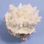  один пункт предмет ... коралл зеленый isi314898