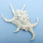  один пункт предмет ракушка коллекция acid jigai328124