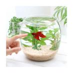 （熱帯魚）（水草）ＧＥＸ　グラスアクアリウム　ドロップ　Ｎ　ベタ飼育セット　赤　