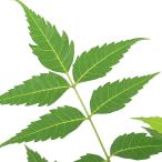 ( декоративное растение ) трава рассада Nimes miracle Nimes ( Индия sen Dan ) 3.5~4 номер (1 горшок ) репеллент растения комары исключая .