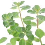 ( декоративное растение ) трава рассада болт Gin yu3 номер (1 pot ) огород чай 