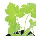 ( декоративное растение ) трава рассада герань мята перечная 3 номер (1 pot ) aroma огород craft кулинария 