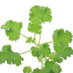 （観葉植物）ハーブ苗　ゼラニウム