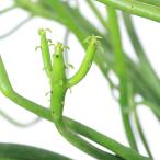 ユーフォルビアミルクブッシュ６号