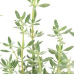 ( декоративное растение ) трава рассада время ma стойка china3 номер (1 pot ) aroma огород craft кулинария 