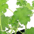 ( декоративное растение ) трава рассада герань каркас Uni -k3 номер (1 pot ) aroma огород craft кулинария 