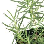 ( декоративное растение ) трава рассада розмарин sising - -тактный голубой ..3 номер (1 pot ) aroma огород craft кулинария 