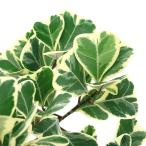 （観葉植物）フィカス　トライアンギュラリス　スイートハート　４〜５号（１鉢）