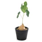 （多肉植物）ステファニア　エレクタ　４号（１鉢）コーデックス