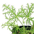 ( декоративное растение ) трава рассада герань вентилятор leaf 3 номер (1 pot ) огород aroma 