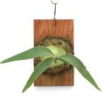 コウモリランビカクシダビーチー板付...