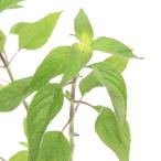 ( декоративное растение ) трава рассада шалфей ананас 3 номер (1 pot ) огород 