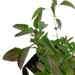 ( декоративное растение ) трава рассада шалфей Cherry шалфей Cherry z3 номер (1 pot ) огород 