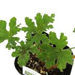 ( декоративное растение ) трава рассада герань шоко мята 3 номер (1 pot ) aroma огород craft кулинария 