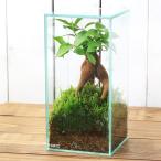 ショッピングテラリウム （観葉植物）小さい　インテリア　苔テラリウム　ガジュマル　ガラス水槽Ｓサイズ　蓋付（１個）赤玉土　這苔　精霊が住む幸福の木　インテリア