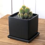 サボテン金晃丸群生陶器鉢植えマット...