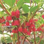 （山野草）盆栽　ツツジ　緋乙女ドウダン　４号（１ポット）