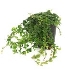 （観葉植物）フィカス　プミラ　ミニマ　２．５〜３号（１ポット）