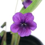 ( луговые и горные травы )s Mille ( фиолетовый ) Fujimi .u Gin s Mille ( Fuji Akira бог фиолетовый )3 номер (1 pot )(.. состояние )