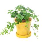 シュガーバイン陶器鉢植えパステルホ...