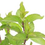 ( декоративное растение ) трава рассада мята Japan - kaJM23 3 номер (3 pot ) огород 