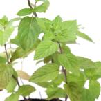 ( декоративное растение ) трава рассада мята Japan - ka....3 номер (3 pot ) огород 