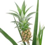 （観葉植物）アナナス　パイナップル　ハナパイン（観賞用）　４号（１鉢）