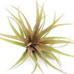 エアープランツチランジアカピタータレッド