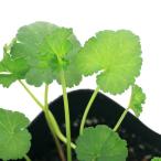 ( декоративное растение ) трава рассада герань кокос 3 номер (1 pot ) огород 