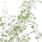 ( декоративное растение ) белый соль втулка (lagotia - стартер ) 3~3.5 номер (1 pot )o-ji- растения 