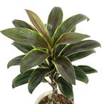 （観葉植物）コルディリネ　コーヒーコンパクタ　３．５〜４号（１鉢）　オージープランツ