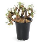 （観葉植物）一点物　モンソニア　ムルチフィダ　現地株　５号（１株）