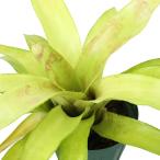 （観葉植物）ネオレゲリア　オールドラブレターズ　４