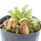 （食虫植物）セファロタス　フォリ