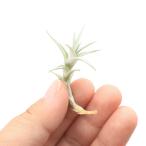 エアープランツチランジアアルビダミ...