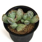 アドロミスクスクーペリー２．５号