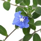 （観葉植物）アメリカンブルー　３．５号（１鉢）