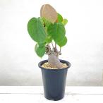 一点物プセウドボンバックスエリプテ...