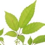 （観葉植物）イペー（コガネノウゼン）　３号（１ポット）